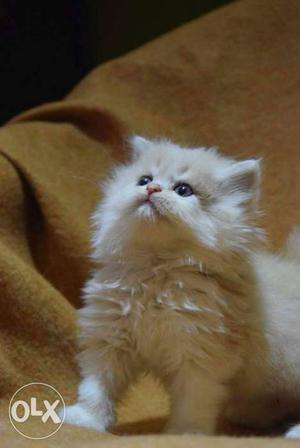 Cute babys persian cats kitten sale.blue eyes and all
