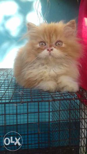 Cute persian kitten