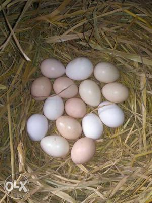 Desi eggs 20 rs per egg