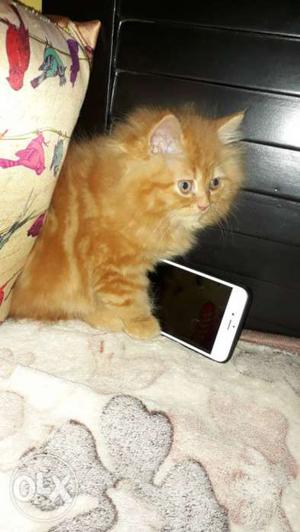 Dis 2 MALE Pure Persian kittens 2 n half Month