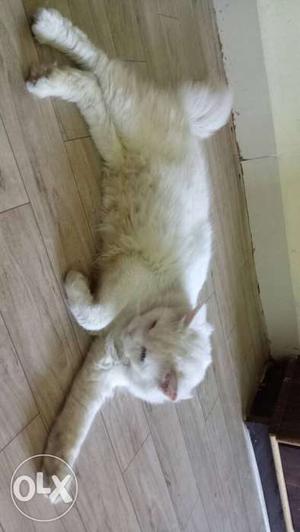 Doll face white male,11 month old, its vry active