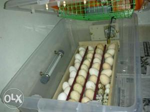 Egg incubator in Mumbai