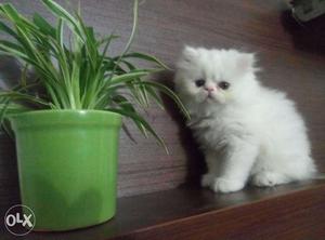 Female Persian kittens available. Kittens Ready
