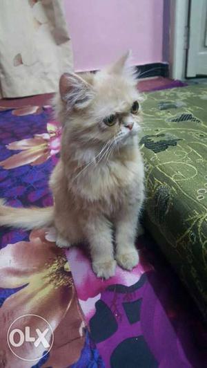 Female persian pure punch face cat selling low