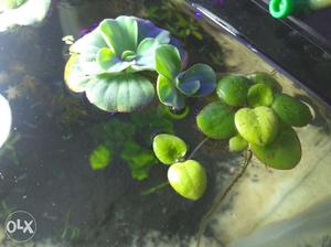 Floating aquarium plants Pista Rosette, water