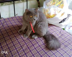 French breed. Male cat Rs. 