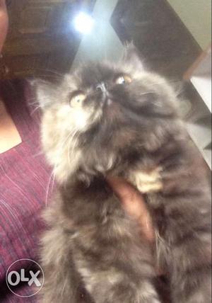 Full punch face persian kitten