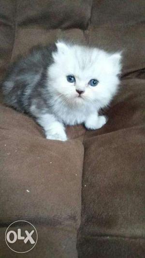 Golden and white persian kitten for sale in all