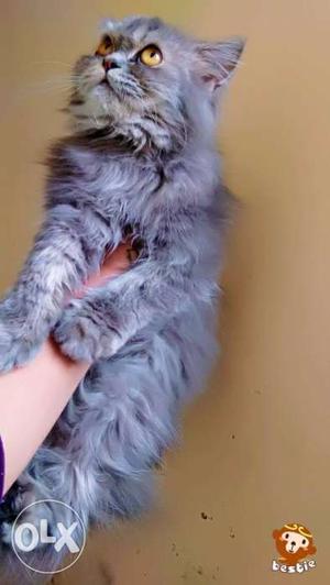 Gray Persian Cat fresh female