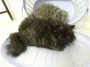 Grey and black persian kitten available for