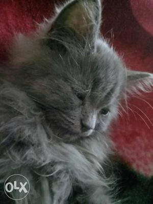 Grey persian cat for sale very active and