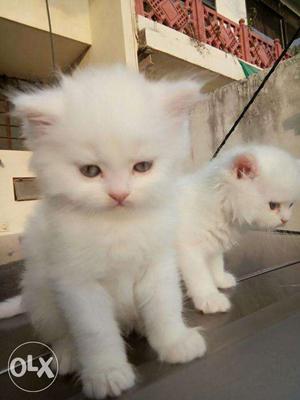 High Breed Persian Cat's Kittens Available For Sale