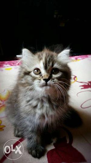 I want to sell my kitty (parsian cat)