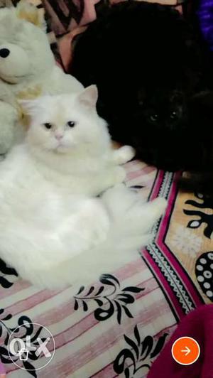 I want to sell my pershian cat
