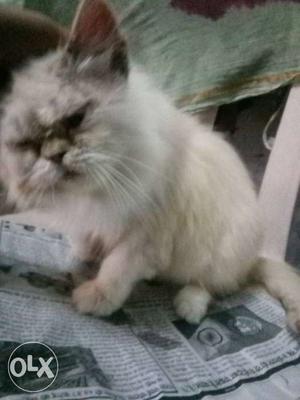 Im selling my doll face Persian cat for 