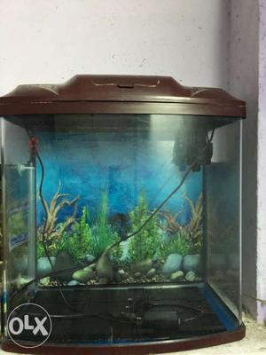 Imported Fish tank and filter