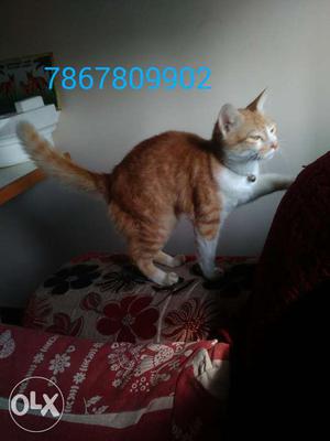 Indian &persion cross male 5 month cat sale