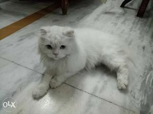 It's female blue eyes persian cat female white