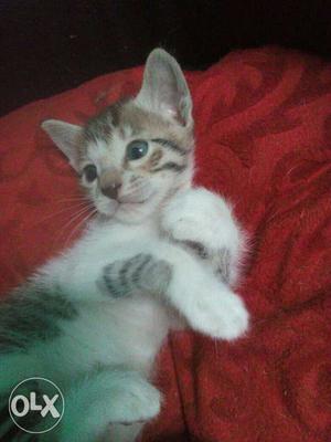 Kitten available in kalyan. free home delivery in