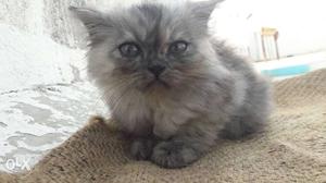 Litter tarin,2months old persian cat