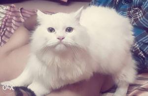 Long coat Pure white cat