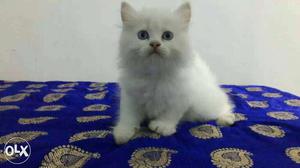 Long fur healthy baby persian cats kitten sale.all colors