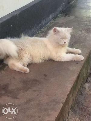 MALE Persion cat 1.4 years old