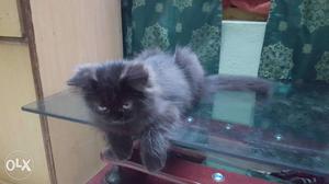 Mail persain kittens for sale long hair very