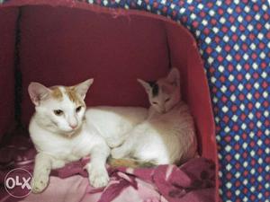 One pair of indian cats available for adoption