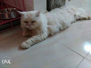 Only for Mating pure breed high quality Persian punch face