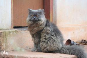 Orginel male persian cat for sale.long hair.good looking