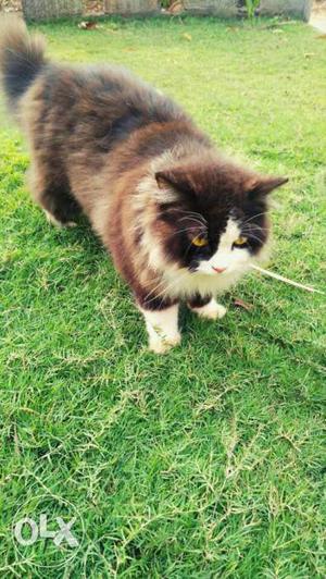 PERSIAN CAT FOR SALE with Cage (Male) 10 months old