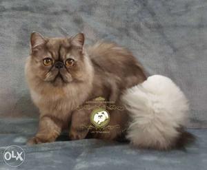 PROVEN Exotic long hair Brown tabby male Persian cat