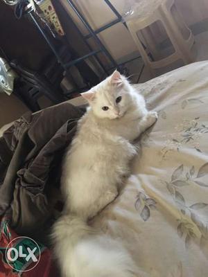 Parsian doll face female cat, 4 month