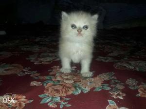 Parsian kittens for sale.7 k each