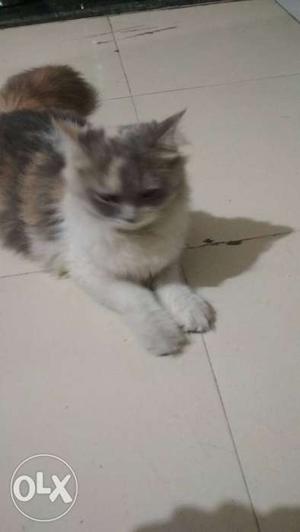 Parsyan cat female 7 month