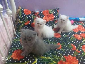 Persain cat kitten for sale 8k per kitten