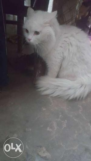 Persian Cat (Male)
