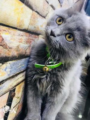Persian Cat (Male) 6 Month's Gray Colour