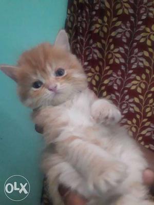 Persian Cats 03nos fully play full 02 months