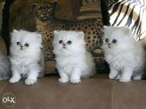 Persian Cats Ready Now For Sell