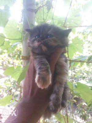 Persian Kittens and Cats available