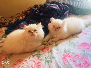 Persian Kittens, semi punched. price nego.
