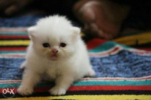 Persian Long-coated Kittens