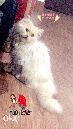 Persian cat 7 months old Pure breed... genuine