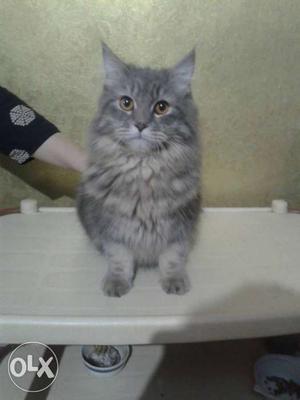 Persian cat Long-fur Gray