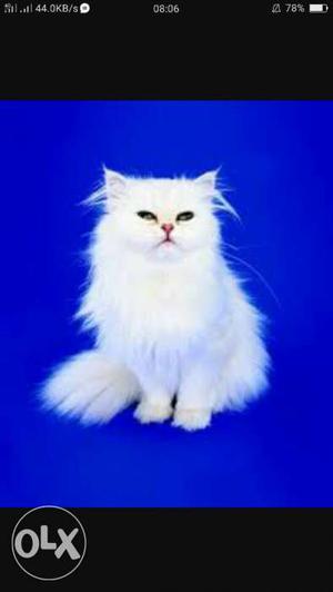 Persian cat... White 3 month healthy and playfull