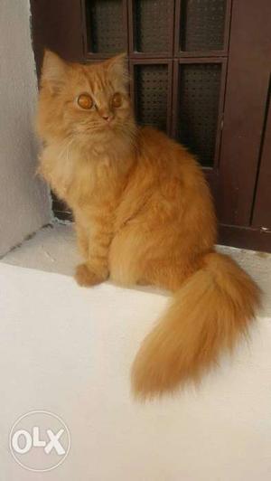 Persian cat female 6 month playfull & toilet trained