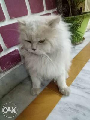 Persian cat for sale at very cheap rate 1) colour