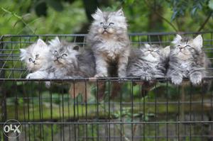 Persian cat kitten.quality breed.helthy.very